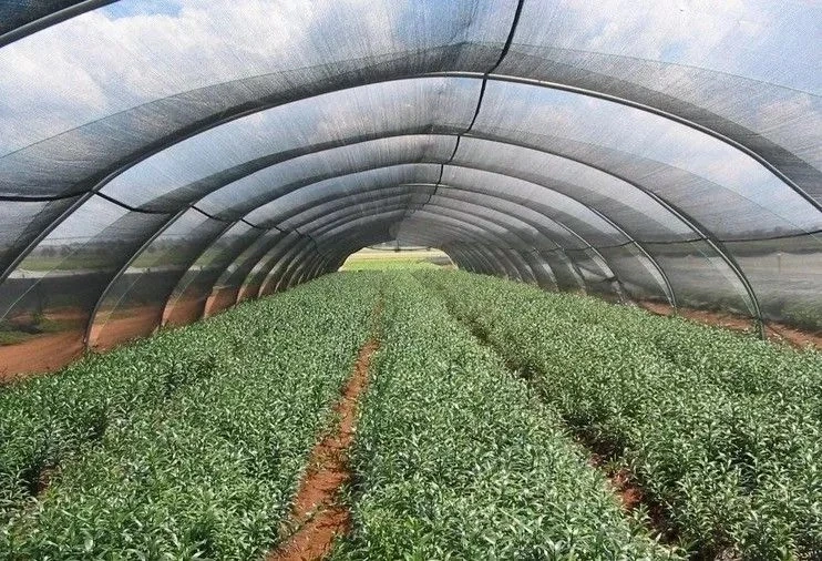 High Quality Green Farm Agriculture Greenhouse Fabric Shade Net Mesh